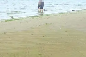 公园和海水浴场明令禁止遛狗 仍有个别市民和游客置若罔闻图片