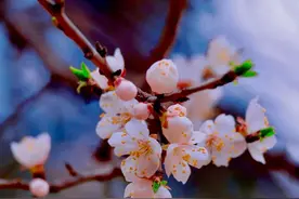 沈阳人注意！假期余额已不足！这些地方你去了吗……图片