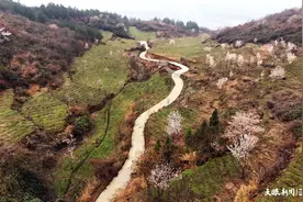 印江：“药疏轮作”黄精变黄金促农增收图片