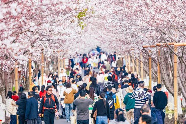 一不留神！湖州的樱花已经美成这样了