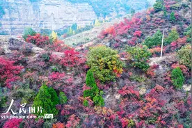 河南新乡：太行秋色美图片