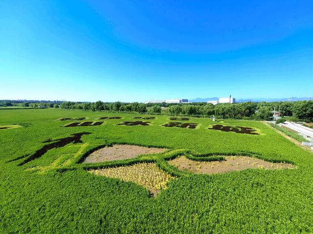 丰台佃起村的稻田画今年有点不一样