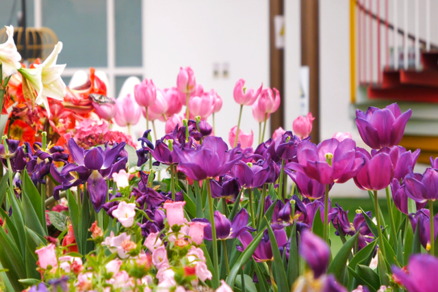 郁金香盛放，花朝启雅韵！4月3日赴鲜花港之约