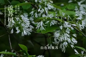 夜读丨“放心，我一切都好，就是有点想你”图片