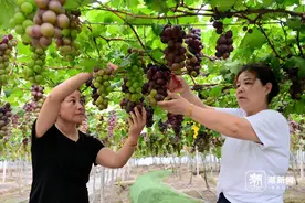 浦江葡萄迎丰收 果香四溢挂枝头图片