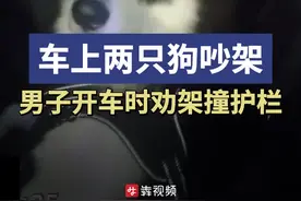 车上两只狗吵架，男子边开边“劝架”分心撞护栏图片