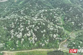 安仁：大石村万亩“花山”绿水生态美图片