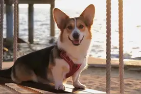 晚读 | 黄芪党参枸杞，除了煲汤，还能这么用？图片