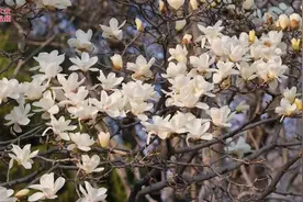 山东好景｜大明湖：春风拂柳，玉兰花开图片