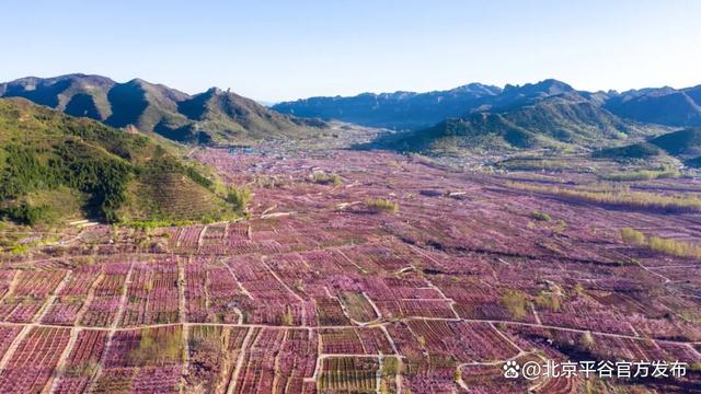 第二十八届北京平谷国际桃花节4月10日盛大启幕，全域开启“宠客模式”，共赴桃源之约