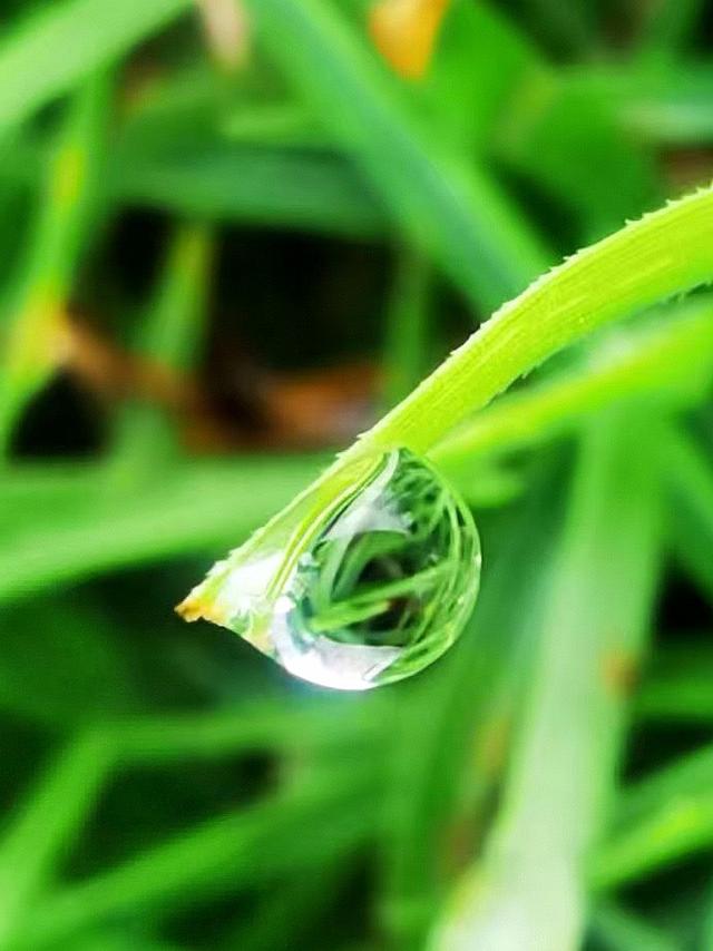 晚潮｜秋风犹有信　白露凝草叶