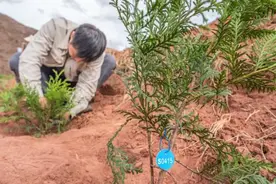 “植物大熊猫”崖柏在西藏昌都完成异地适应性栽培图片