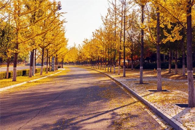 学习强国 | 河北张家口：旖旎如画的银杏大道