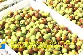 临朐：荒山变身“花果山” 小甜枣成就致富大产业图片