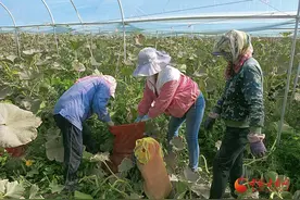 金塔：贝贝小南瓜变身致富“金瓜瓜”图片