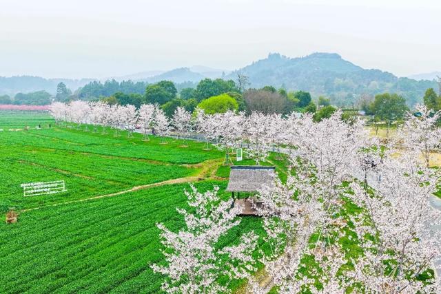 一不留神！湖州的樱花已经美成这样了