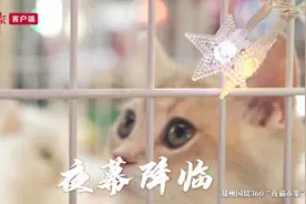 郑州夜经济，繁华不息图片