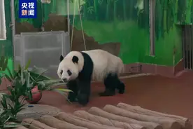 生日快乐！大熊猫兄妹“星一”“雅一”11岁啦图片