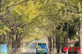 不想work 只想walk 青岛秋季“遛弯”攻略助您绿色出行赏美景图片