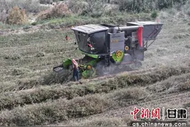 武威有意思 | 民勤：订单茴香助农增收底气足图片