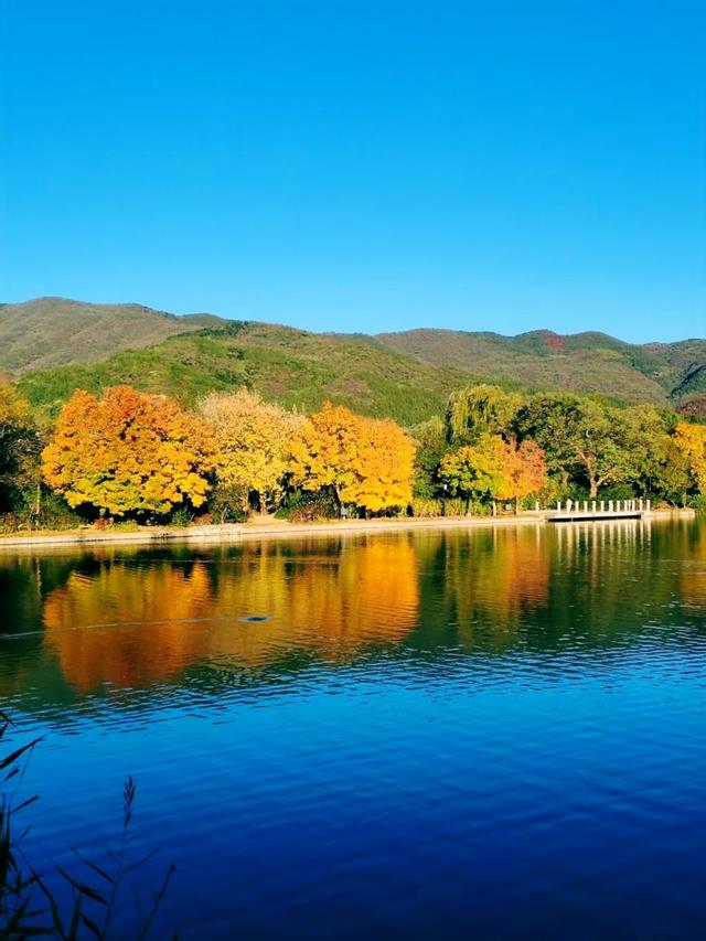 银杏抖落金箔，枫叶浸了酒红！国家植物园赏秋最佳时