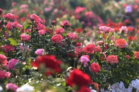 即墨马山公园玫瑰花开，邀您共赴夏日浪漫之约图片