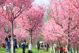 花香遇酒香！成都文旅推出10条春日赏花踏青线路图片