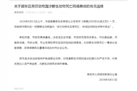 潮评丨动物园20只东北虎死亡？圈养是为了更好的保护而非伤害图片
