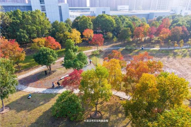 实况！武汉彩叶季来了，这些地方最出片