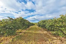 肯尼亚牛油果的“进博之旅”（进博会故事）图片