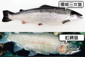 新疆三文鱼可以生吃吗？听听宁波渔业专家怎么说图片
