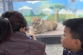 西安一动物园268元可撸狮子？记者探访发现已被西安野生动物保护站叫停图片