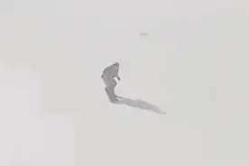 问记者｜王梓阳夺冠的这个项目，有多难？图片