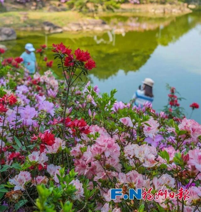 花期持续到五一！福州这里万株杜鹃盛放！