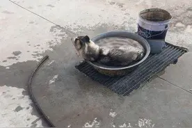 狗狗趁主人不注意，自己洗澡，被主人发现后狗狗的反应亮了图片