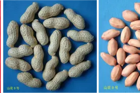 望岳谈｜三项国家科技大奖，见证山农大冲击“双一流”的实力图片