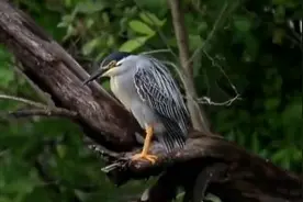 绿鹭在园博苑筑巢安家图片