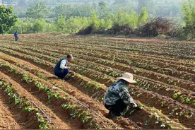 新安县：党建引领激活乡村治理“神经末梢”图片