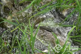 云南龙陵：36万公斤鱼苗入田 “稻鱼”立体种养模式显成效图片