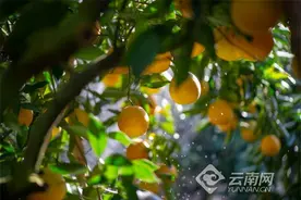 助力“云品出滇” 昆明机场上新“褚橙”图片
