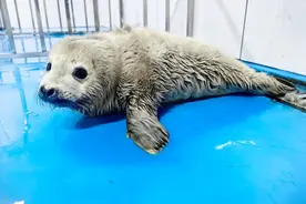 从“皮包骨”到“幸福肥” 这里的斑海豹救助事图片