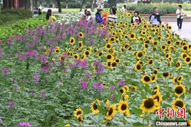 南京玄武湖畔向日葵花海秋日绽放图片