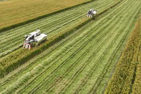 山东郯城：“鲁南粮仓”40万亩水稻丰收开镰图片