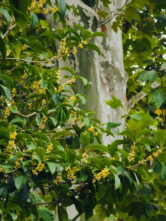 久等了！上海第一波桂花香了！