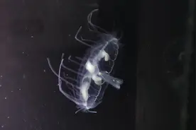 极为罕见！宁波这个水库首现稀有生物“桃花水母”群图片