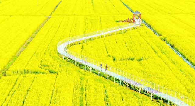 樱花之后，武汉多种春花接档，武汉公园绣出“开不尽”的春之卷