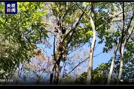 不走寻常路！看野生大熊猫妈妈如何在树上“遛娃”图片