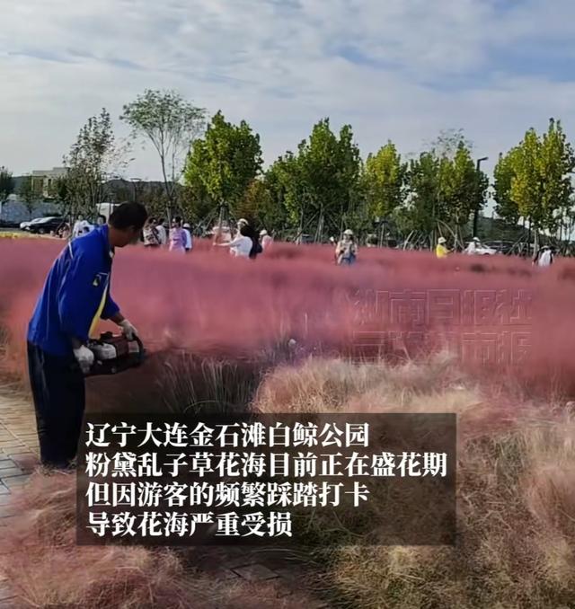 太可惜，被迫提前“下架”！上海这里正值“颜值巅峰”，多处“伤痕累累”……