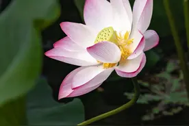 西湖荷花悄悄美成这样了，大家惦记的西湖牌莲蓬荷叶也有消息了图片