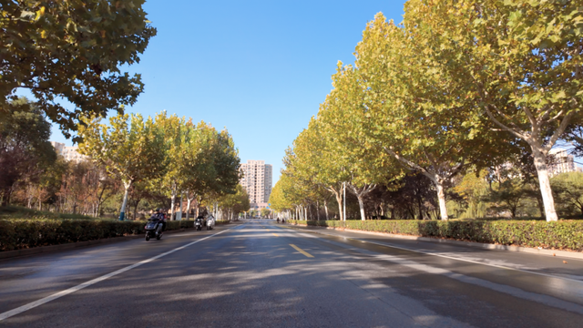 别眨眼！罗店马路秋色，一街一帧画正在限时上映